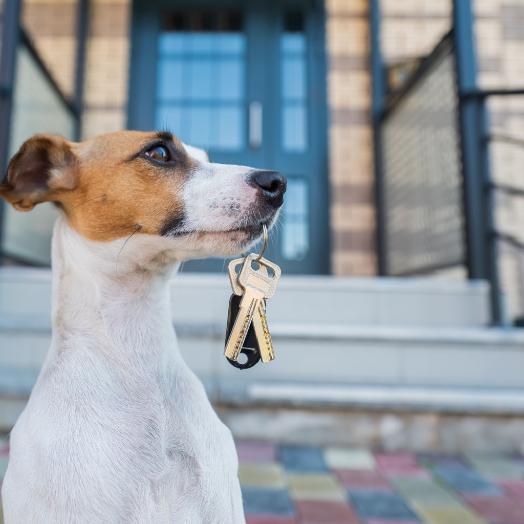5 Tips to Rent with Pets